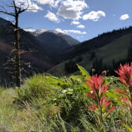 Indian paintbrush on top of a mountain